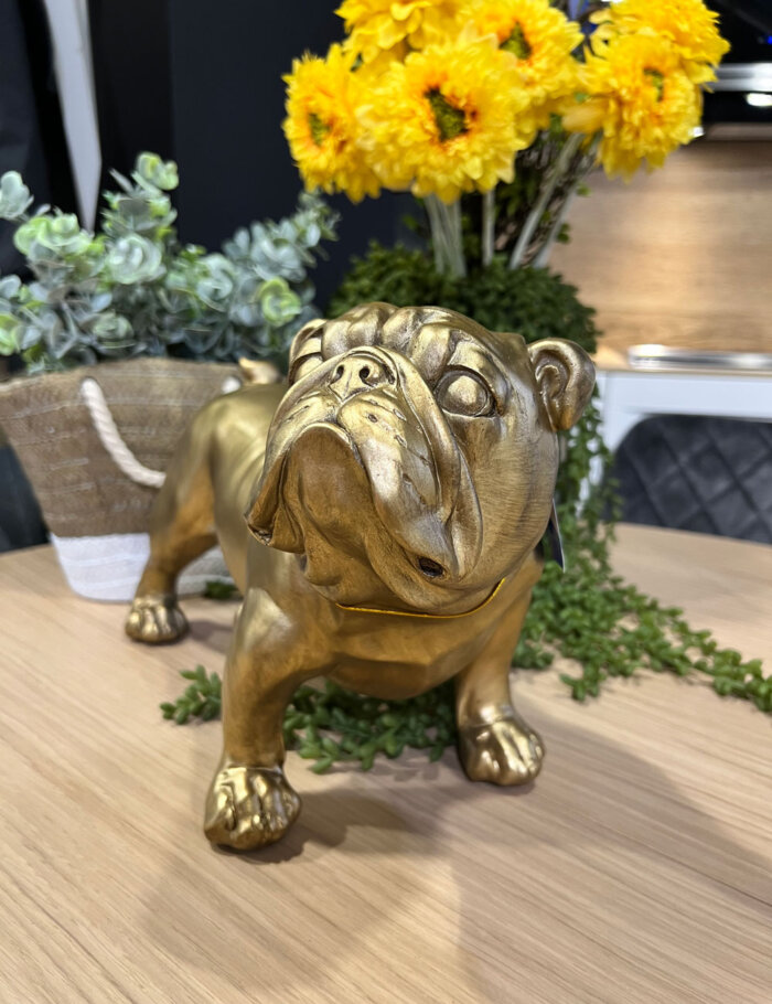 Bulldog Dorado - Imagen 3